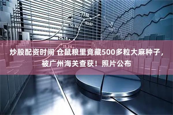 炒股配资时间 仓鼠粮里竟藏500多粒大麻种子，被广州海关查获！照片公布